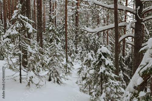 Winter in the wildwood.