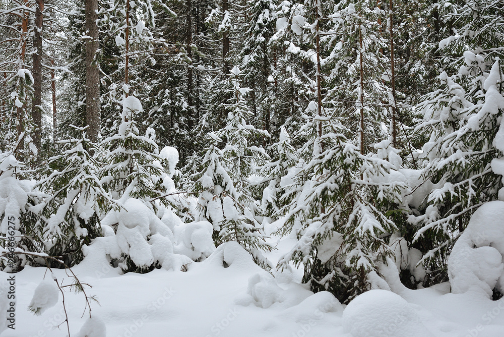 Winter in the wildwood. Winter in the wildwood.