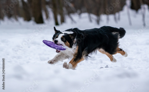 Dog border collie catches purple disc in the snow