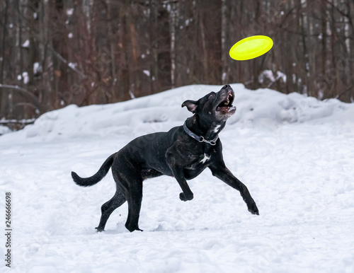 The dog metis cane corso catches a bright yellow disc in the snow