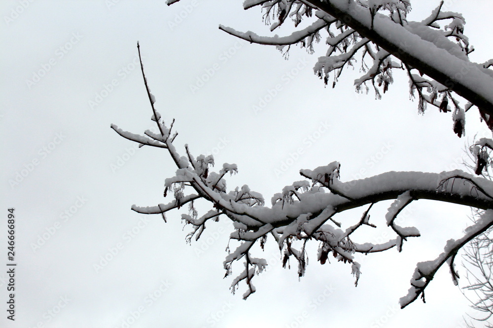 Obraz premium Schneebedeckter Ast