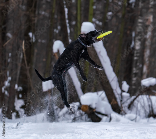 The dog metis cane corso catches a bright yellow disc in the snow