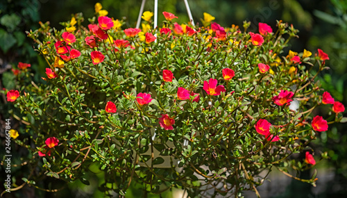 Portulaca pilosa or Portula...