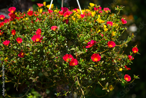 Portulaca pilosa or Portula...