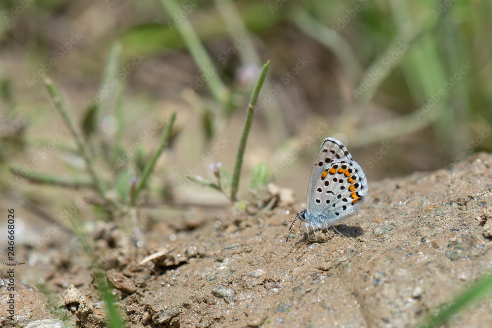 Himalaya Mavisi / Pseudophilotes vicrama / Himalaya Mavisi / Pseudophilotes vicrama /