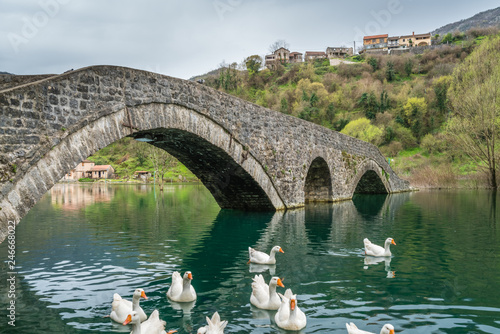 Swans swimming under  ancient stone arch bridge photo