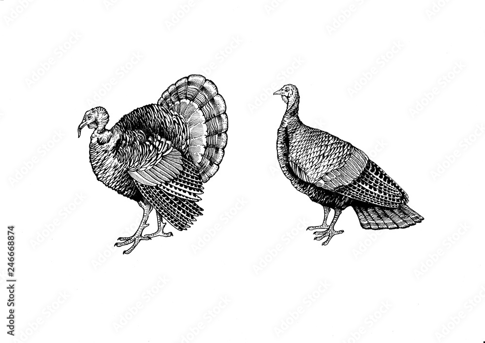 Fototapeta Agriculture farm animals. Vintage retro style classic illustration for steak house, menu, package