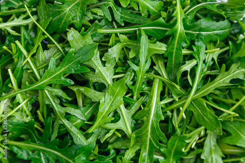 lots of wet juicy green arugula close up lots of wet juicy green arugula close up