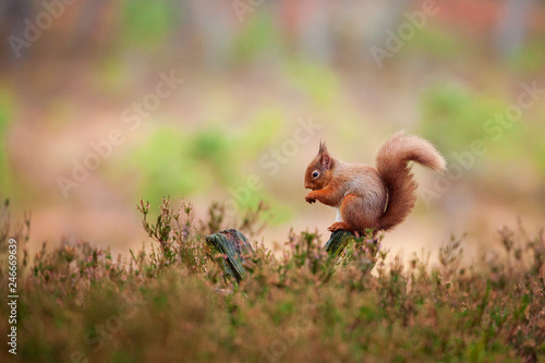 Red squirrel, Sciurus vulgaris in Scotland