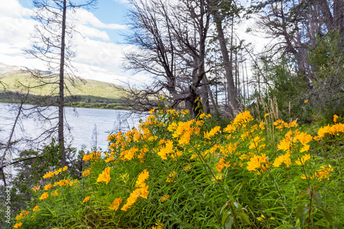 Amancay wildflowers in Patagonia