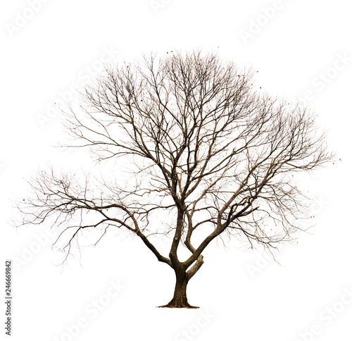Isolated tree without leaves on white background.