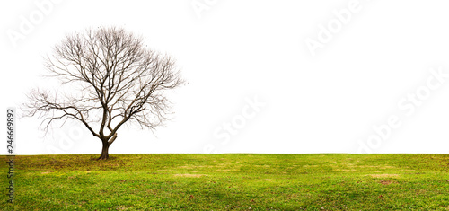 Isolated tree without leaves on white background with green grass lawn in winter. Copy space.