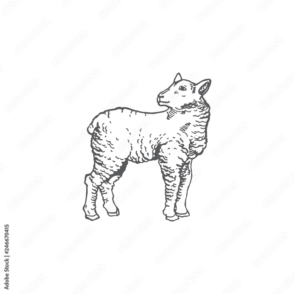 Lamb Hand Drawn Vector Illustration. Abstract Domestic Animal Sketch. Engraving Style Drawing. Lamb Hand Drawn Vector Illustration. Abstract Domestic Animal Sketch. Engraving Style Drawing.