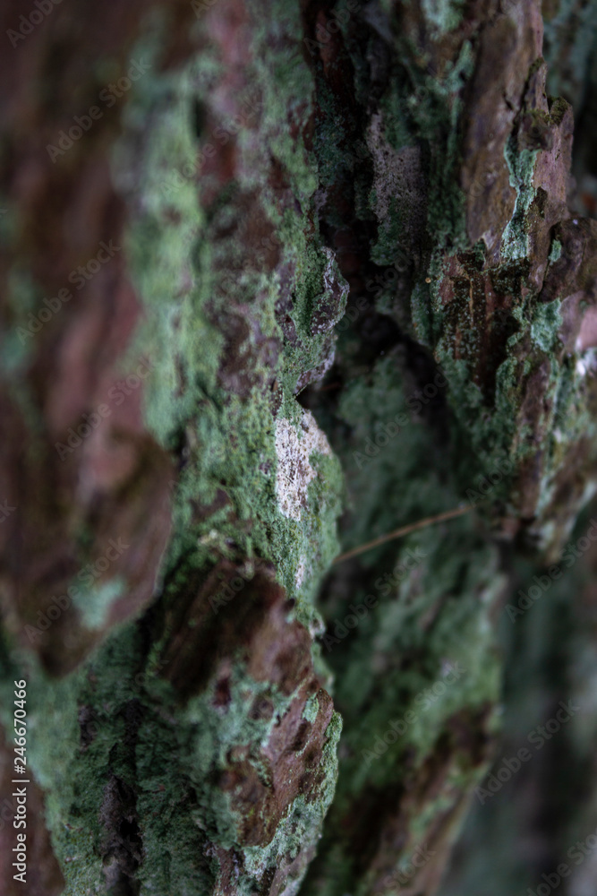 Closeup of green and brown bark Closeup of green and brown bark