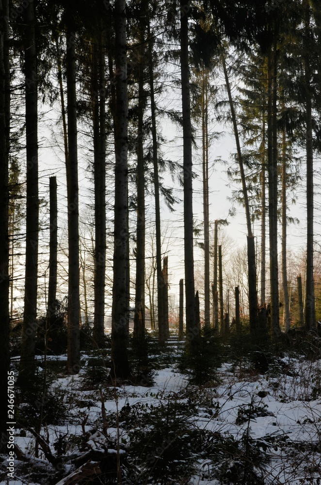 Fototapeta premium Sturmschäden im Wald