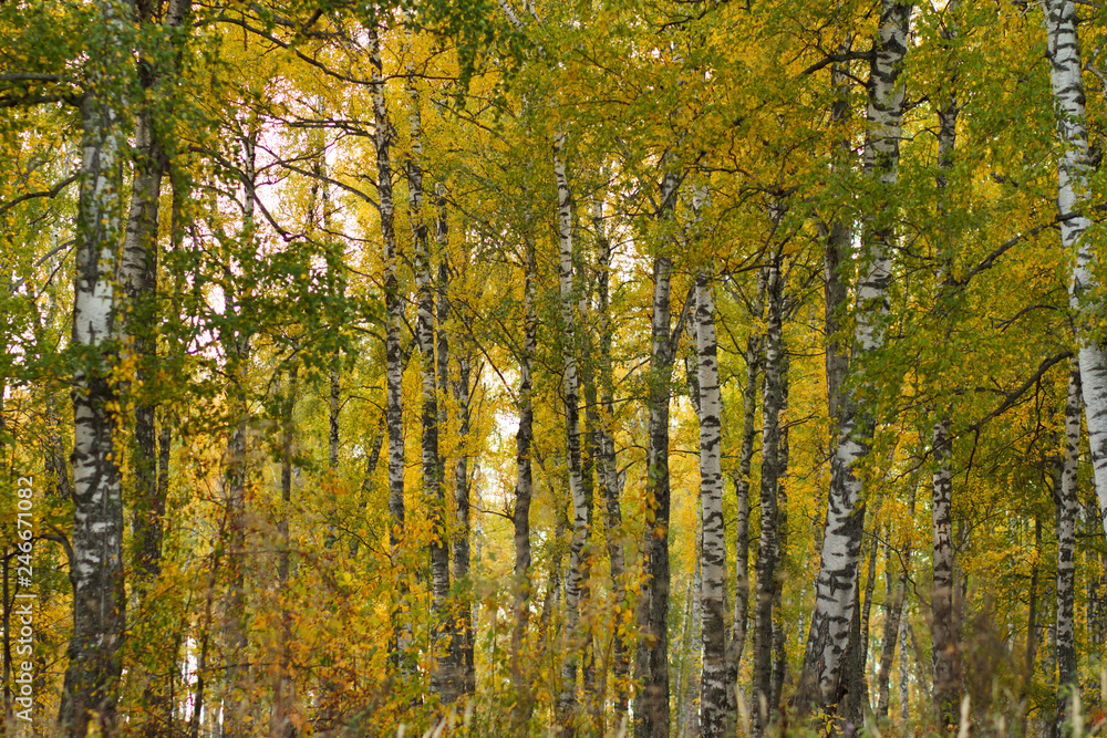 autumn forest