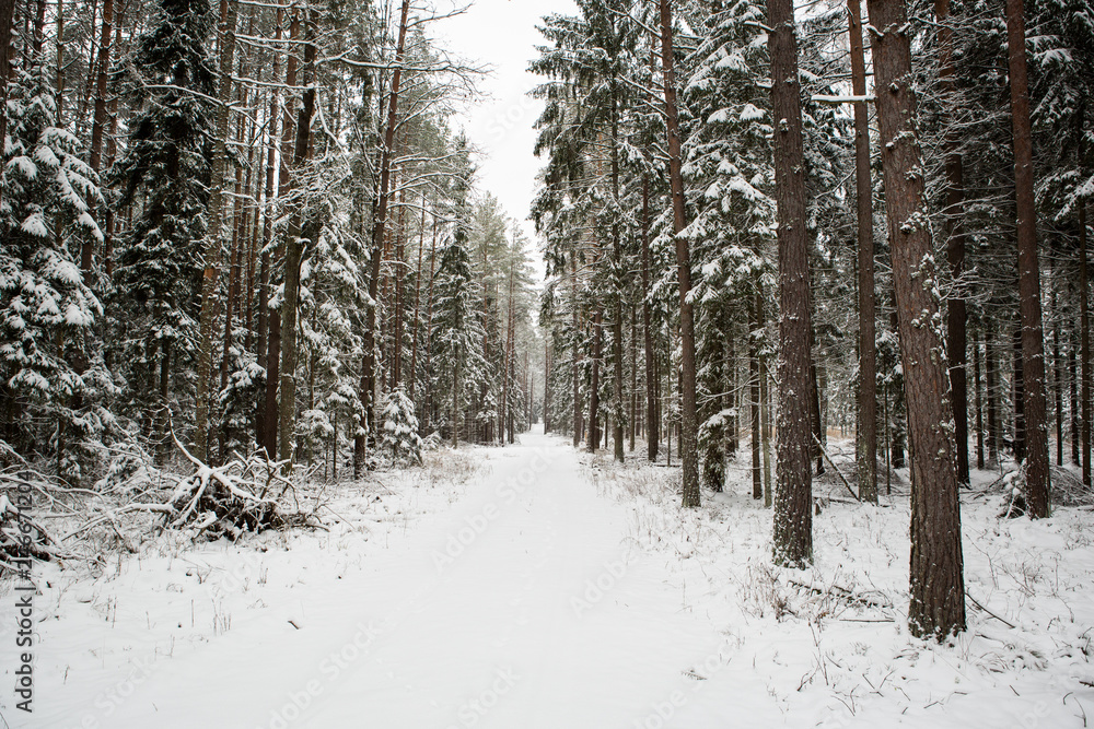 winter forest landscape with snow winter forest landscape with snow