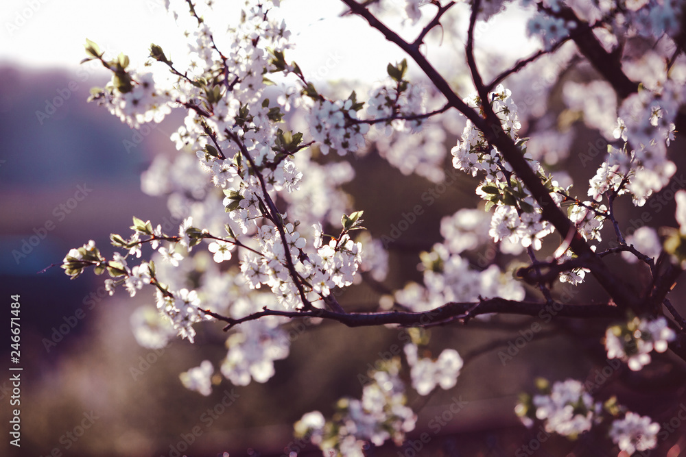 Blooming cherry tree. Blossoming branch of cherry tree against blurred background. Purple blue toning. Evening light Blooming cherry tree. Blossoming branch of cherry tree against blurred background. Purple blue toning. Evening light