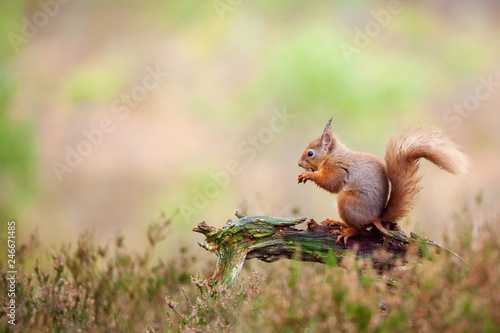 Red squirrel, Sciurus vulgaris in Scotland