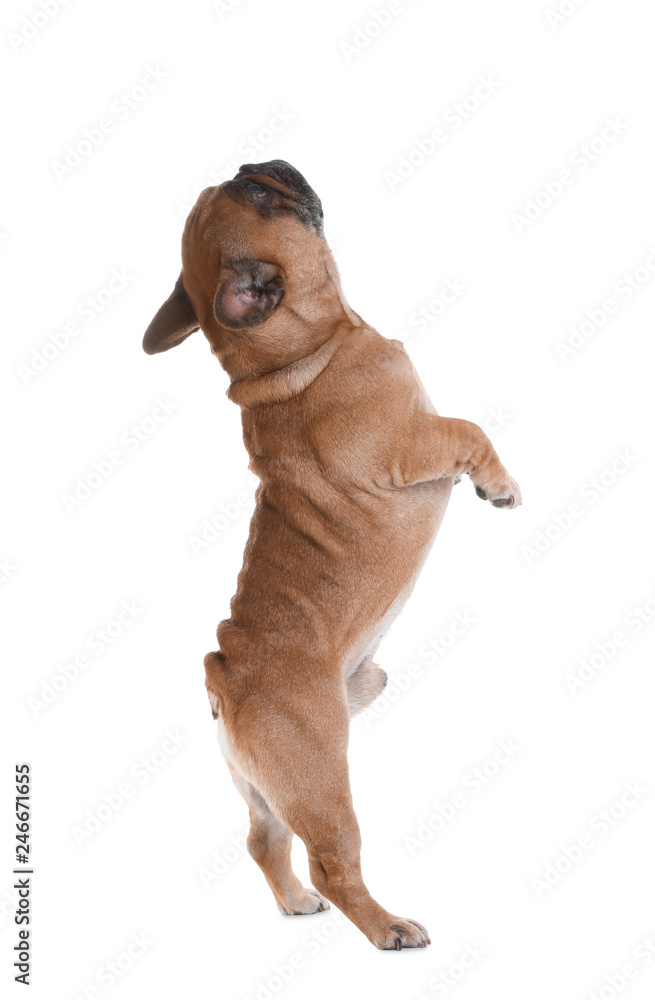 Obraz premium Cute French bulldog on white background. Funny pet