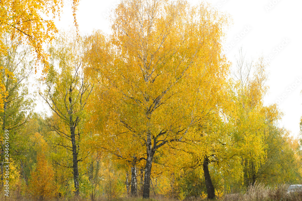 Fototapeta premium autumn forest