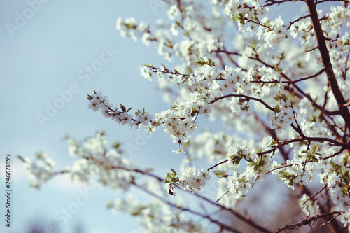 Fototapeta Naklejka Na Ścianę i Meble -  Blooming cherry tree. Blossoming branches of cherry tree against blurred cian background