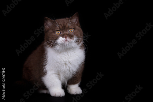 BKH und BLH Kitten auf schwarzem Hintergrund - edel