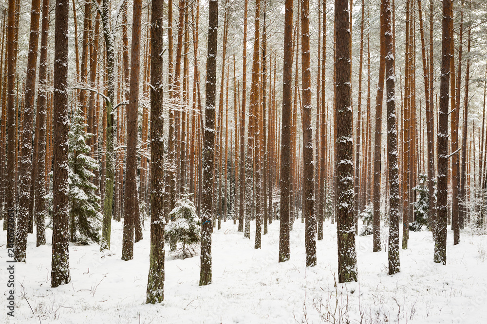 Fototapeta premium winter forest landscape with snow