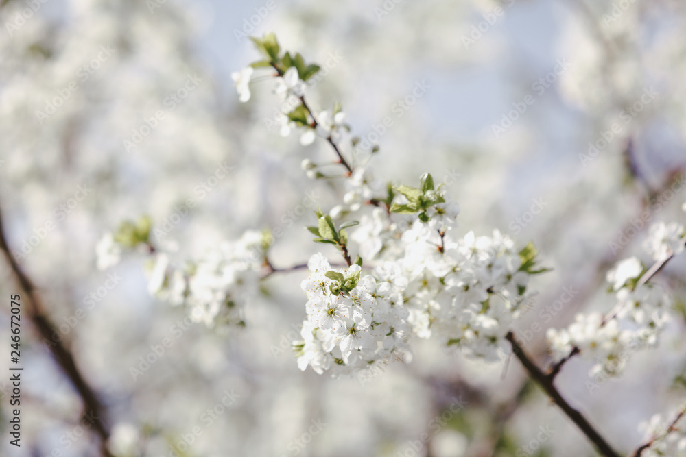 Blooming cherry tree. Flowering branch of cherry  tree with white flowers close up against blurred spring garden background. Daylight