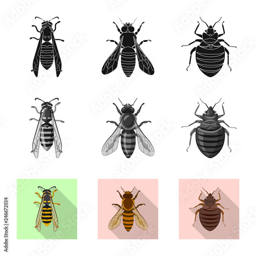 Isolated object of insect and fly icon. Collection of insect and element stock symbol for web. © Svitlana