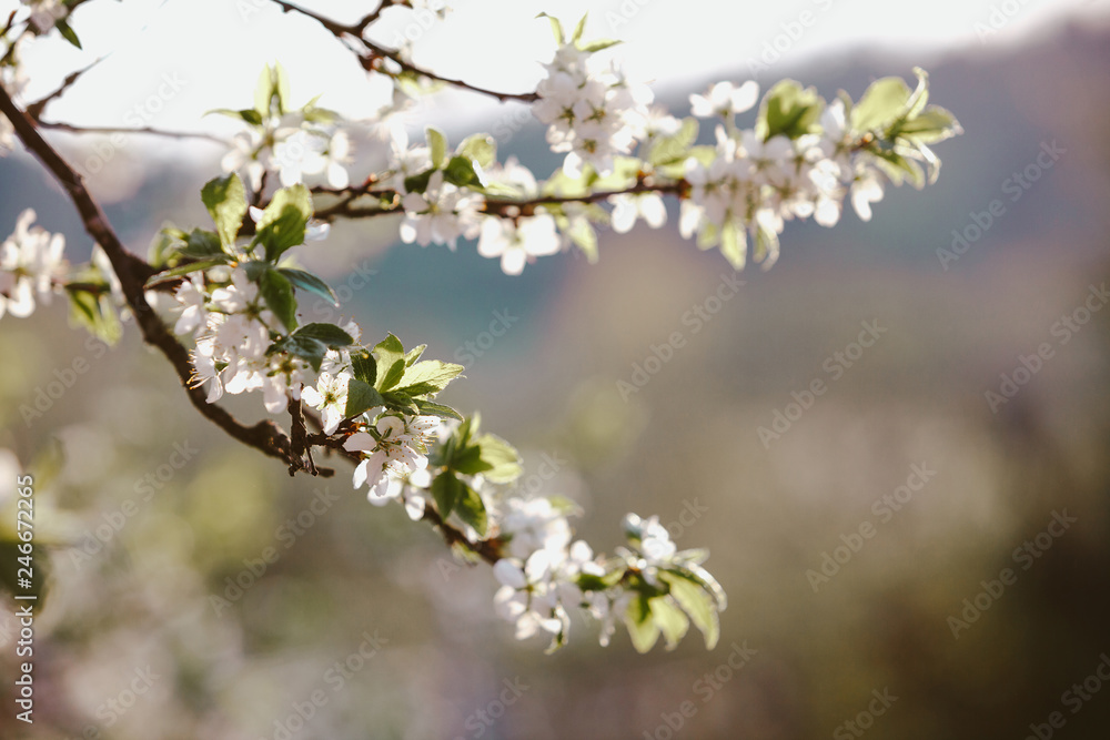 Blooming cherry tree. Lonly blossoming branches of cherry tree against blurred background. Evening light Blooming cherry tree. Lonly blossoming branches of cherry tree against blurred background. Evening light