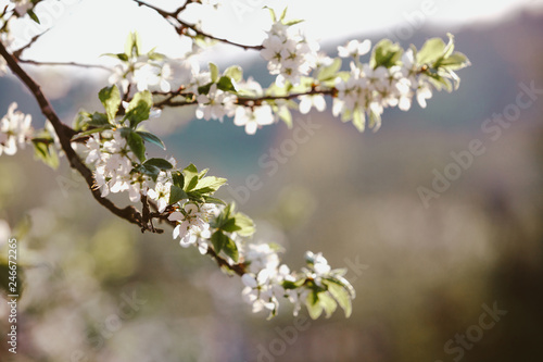 Blooming cherry tree. Lonly blossoming branches of cherry tree against blurred background. Evening light © Aliaksei