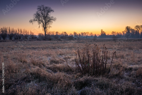 Frosty morning on the meadow somewhere in Masovia, Poland