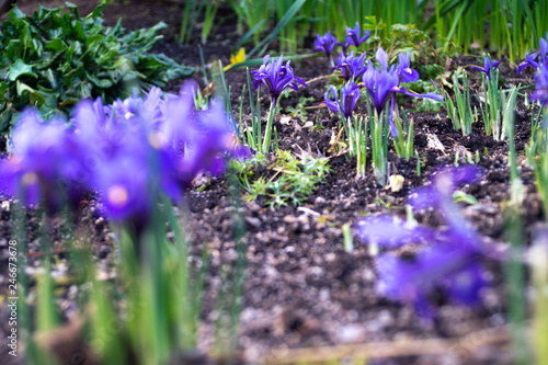 Dwarf Iris In bloom, spring flowers
