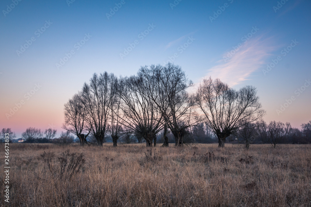 Frosty morning on the meadow with willows somewhere in Masovia, Poland Frosty morning on the meadow with willows somewhere in Masovia, Poland