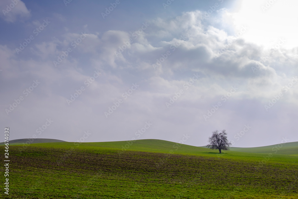 green field with tree in blue sky. spring landscape, minimal landscape green field with tree in blue sky. spring landscape, minimal landscape