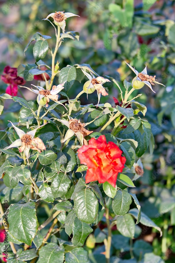 Obraz premium Розовый куст