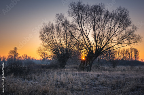 Frosty morning on the meadow with willows somewhere in Masovia, Poland