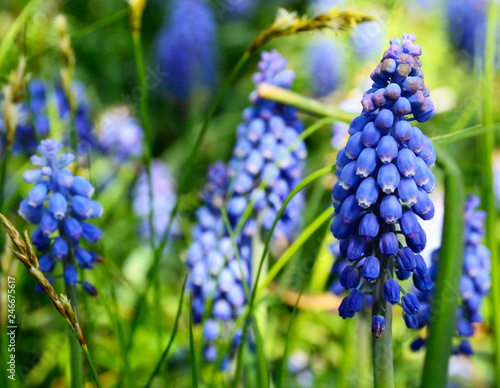 Blue Grape hyacinth flowers on the meadow in early spring.Blooming Muscari armeniacum.Springtime concept.Floral background.Selective focus.