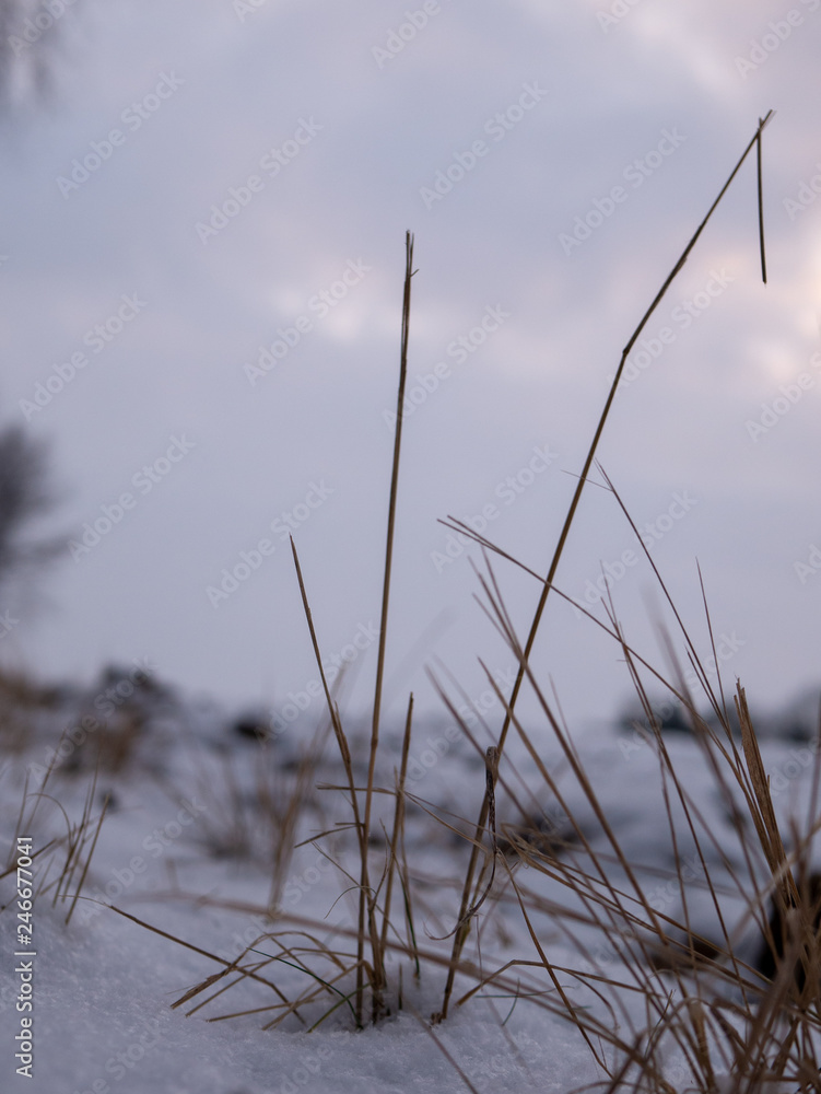 Plants in Winter Plants in Winter