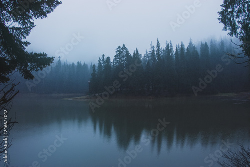 misty lake in the forest