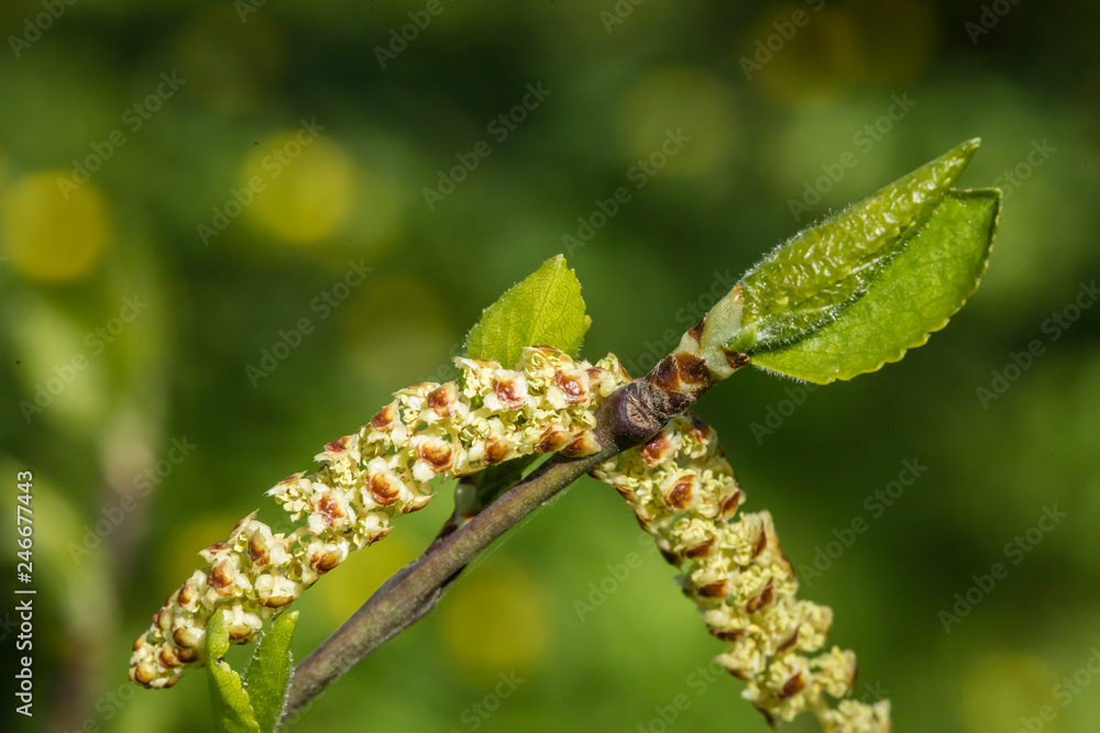 Obraz premium Catkin on a small branch with budding green leaves and against blurred green background