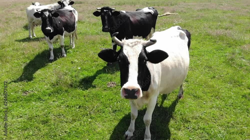 Portrait of cow on pasture. Slow motion Portrait of cow on pasture. Slow motion