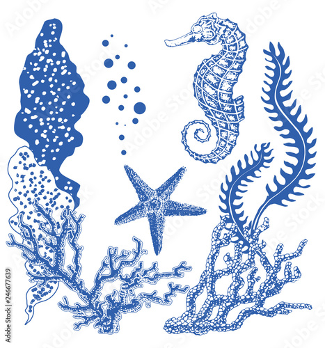 Graphic coral reef with sea horse, sea star, starfish, seaweed, corals, under sea theme, set of elements for marine design, sea collection, hand drawn illustration on white background