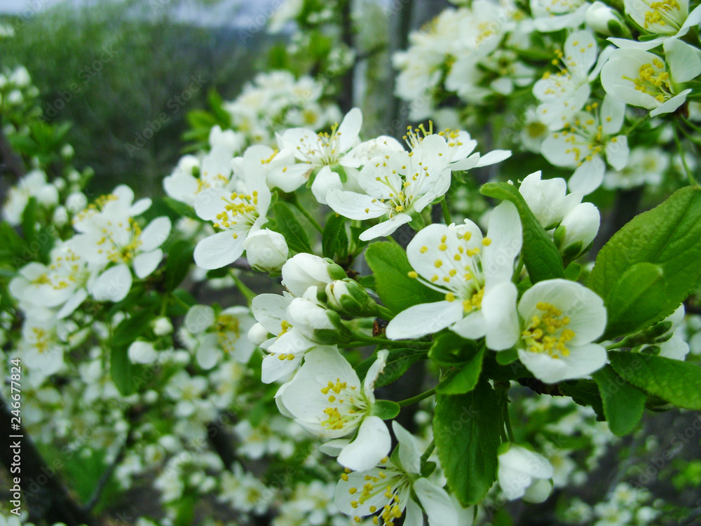 Nature and spring time of the background. Beautiful flowering spring abstract background of nature. Branches of flowering macro plum Nature and spring time of the background. Beautiful flowering spring abstract background of nature. Branches of flowering macro plum