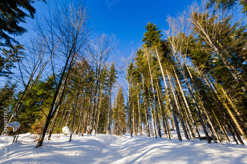 Fototapeta Naklejka Na Ścianę i Meble -  Winter trekking Beskidy mountains Rysianka