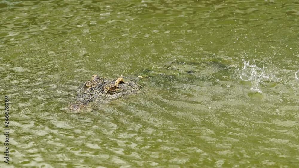 crocodile floating with water drop crocodile floating with water drop