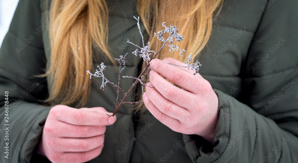 The girl holds in her hands a dry branch covered with frost_