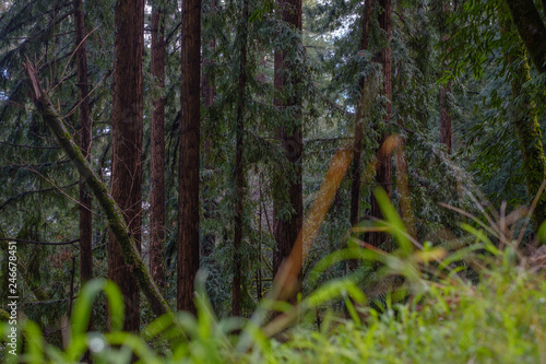 Redwood trees forest with green fresh grass in foreground 