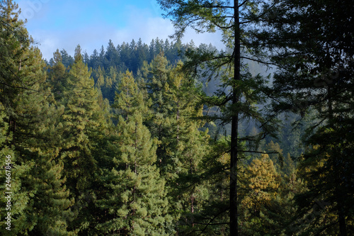 Redwood trees forest with green fresh grass in foreground 